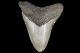 Fossil Megalodon Tooth - North Carolina #79902-2